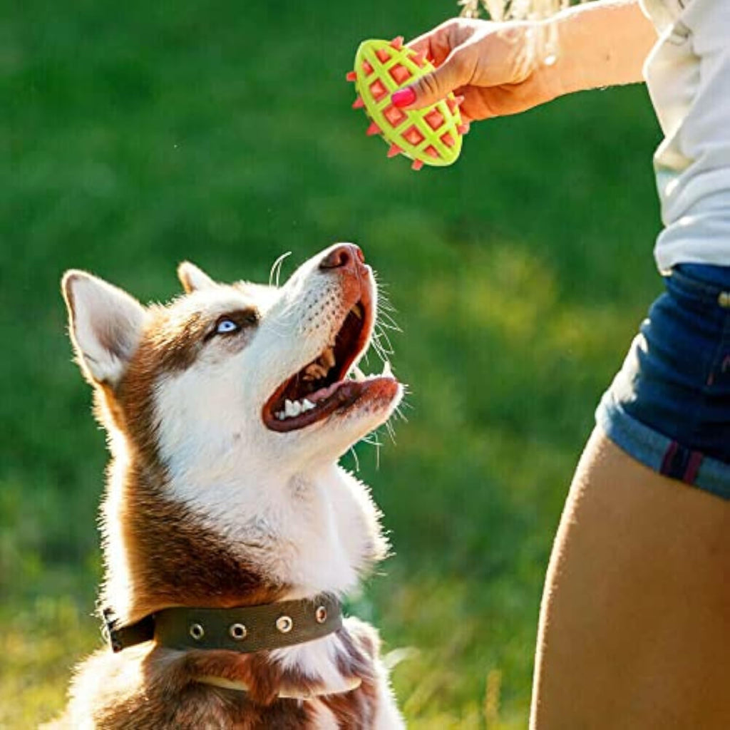 Balle à mâcher pour chien anti-stress avec son – Jouet indestructible et nettoyant dentaire