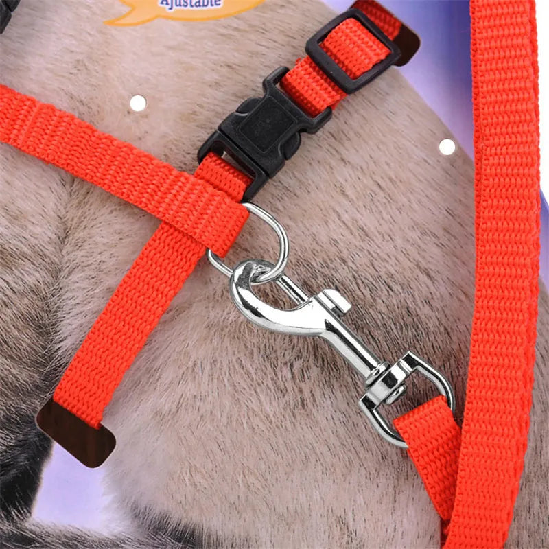 Collier réglable pour chat – Harnais et laisse assortis en nylon confortable, 5 couleurs disponibles