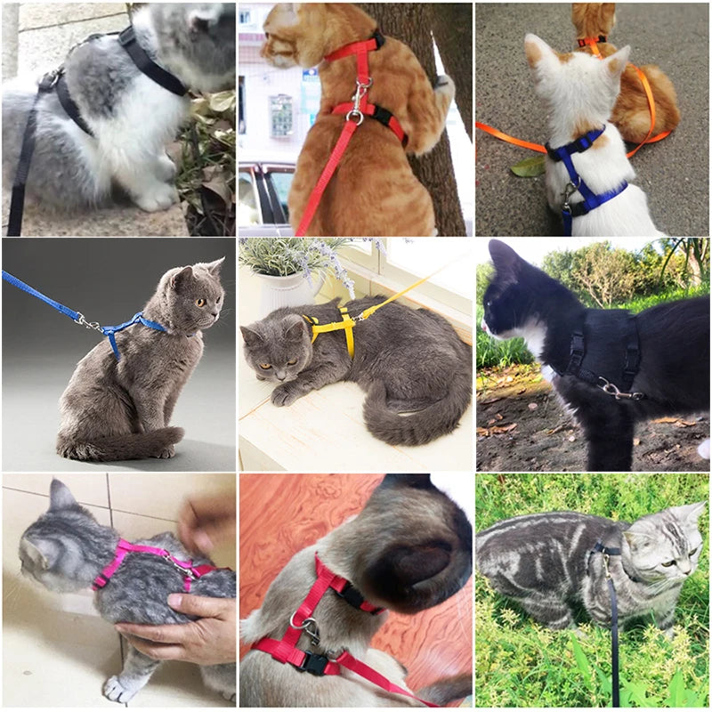 Collier réglable pour chat – Harnais et laisse assortis en nylon confortable, 5 couleurs disponibles