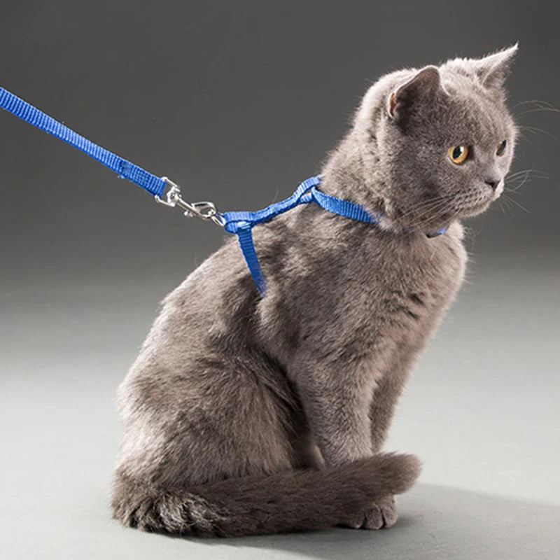Collier réglable pour chat – Harnais et laisse assortis en nylon confortable, 5 couleurs disponibles