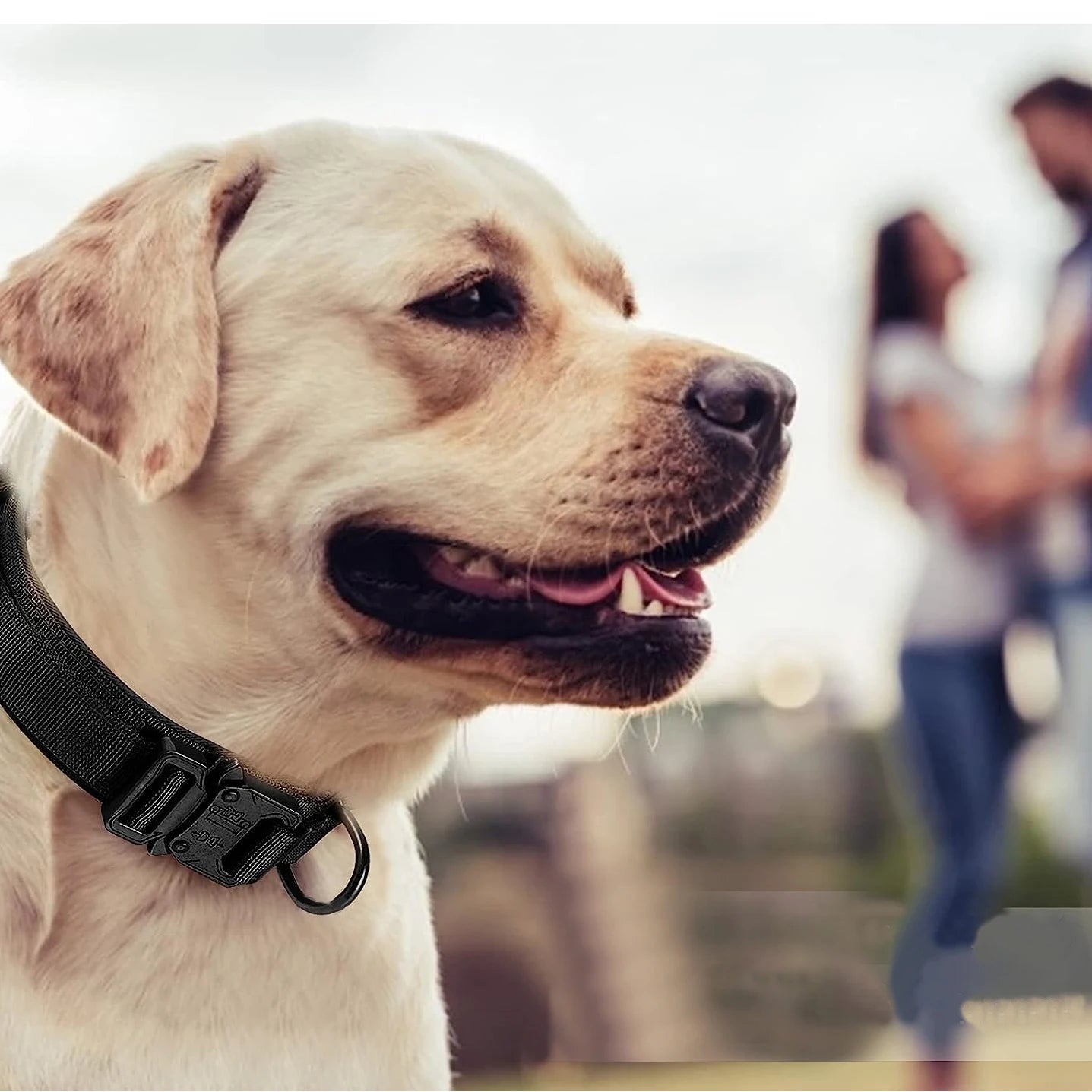 Collier d'entraînement ajustable en nylon avec poignée de contrôle et boucle en métal lourd pour chiens de taille moyenne et grande